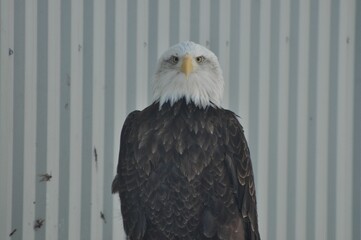 Animals are a traditionally (since the time of Aristotle) distinguished category of organisms, currently considered as a biological kingdom. Animals are the main object of zoology study.