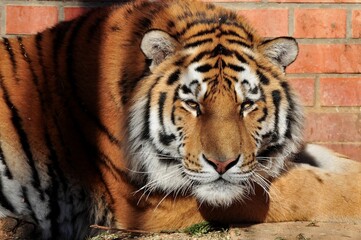 Animals are a traditionally (since the time of Aristotle) distinguished category of organisms, currently considered as a biological kingdom. Animals are the main object of zoology study.