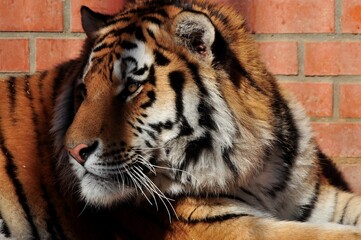 Animals are a traditionally (since the time of Aristotle) distinguished category of organisms, currently considered as a biological kingdom. Animals are the main object of zoology study.