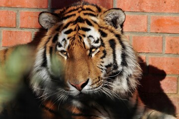 Animals are a traditionally (since the time of Aristotle) distinguished category of organisms, currently considered as a biological kingdom. Animals are the main object of zoology study.