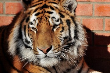 Animals are a traditionally (since the time of Aristotle) distinguished category of organisms, currently considered as a biological kingdom. Animals are the main object of zoology study.