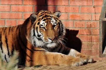 Animals are a traditionally (since the time of Aristotle) distinguished category of organisms, currently considered as a biological kingdom. Animals are the main object of zoology study.