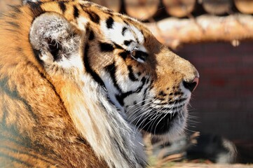 Animals are a traditionally (since the time of Aristotle) distinguished category of organisms, currently considered as a biological kingdom. Animals are the main object of zoology study.