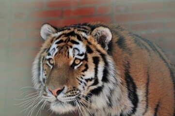 Animals are a traditionally (since the time of Aristotle) distinguished category of organisms, currently considered as a biological kingdom. Animals are the main object of zoology study.