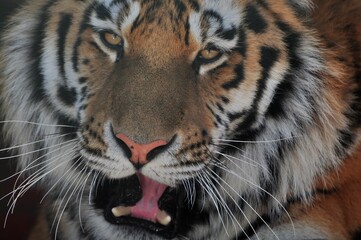 Animals are a traditionally (since the time of Aristotle) distinguished category of organisms, currently considered as a biological kingdom. Animals are the main object of zoology study.