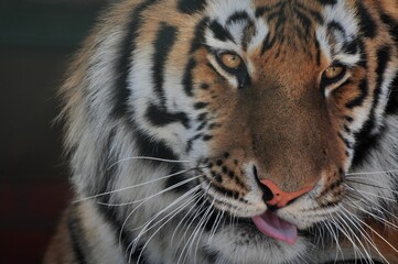 Animals are a traditionally (since the time of Aristotle) distinguished category of organisms, currently considered as a biological kingdom. Animals are the main object of zoology study.