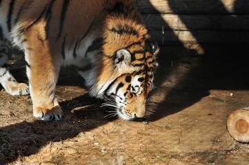 Animals are a traditionally (since the time of Aristotle) distinguished category of organisms, currently considered as a biological kingdom. Animals are the main object of zoology study.