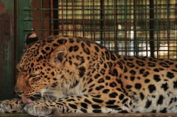 Animals are a traditionally (since the time of Aristotle) distinguished category of organisms, currently considered as a biological kingdom. Animals are the main object of zoology study.