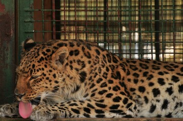 Animals are a traditionally (since the time of Aristotle) distinguished category of organisms,...
