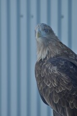 Animals are a traditionally (since the time of Aristotle) distinguished category of organisms, currently considered as a biological kingdom. Animals are the main object of zoology study.