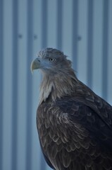 Animals are a traditionally (since the time of Aristotle) distinguished category of organisms, currently considered as a biological kingdom. Animals are the main object of zoology study.