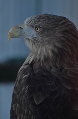 Animals are a traditionally (since the time of Aristotle) distinguished category of organisms, currently considered as a biological kingdom. Animals are the main object of zoology study.