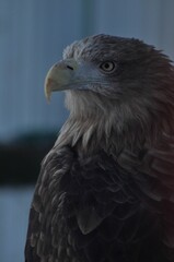 Animals are a traditionally (since the time of Aristotle) distinguished category of organisms, currently considered as a biological kingdom. Animals are the main object of zoology study.