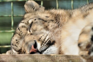 Animals are a traditionally (since the time of Aristotle) distinguished category of organisms, currently considered as a biological kingdom. Animals are the main object of zoology study.