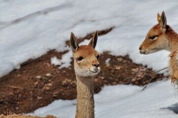 Animals are a traditionally (since the time of Aristotle) distinguished category of organisms, currently considered as a biological kingdom. Animals are the main object of zoology study.