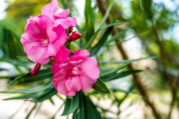 Oleander flowers blooming in Thailand 