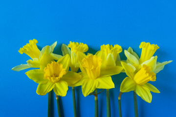 Flag of independence Ukraine. Freedom blue and yellow narcissus flowers below. Stop Putin. Stop war...