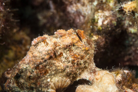 Seascape with Frogfish in the coral reef of Caribbean Sea, Curacao