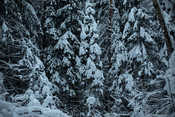 Winter forest. We ate in snow. Natural landscape in snowfall.