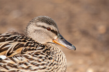 Female Mallard Duck on a nest with her ducklings, in London