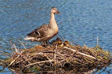 Female Mallard Duck on a nest with her ducklings, in London