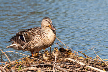 Female Mallard Duck on a nest with her ducklings, in London