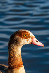 Egyptian Good portrait in the early morning light, London