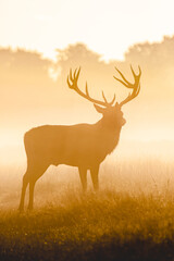 Silhouetted Red Deer during the annual deer rut in Europe