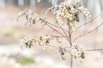 Fototapeta dziko rosnące wyschnięte rośliny, wczesną wiosną na polu,  obraz