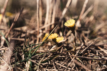 Pierwsze oznaki wiosny, mlecz polny w pierwszym dniu wiosny na polu. © Franciszek