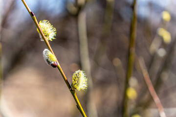 Bazie kotki, bazie wierzbowe, czyli pierwsze zwiastuny wiosny © Franciszek