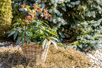 Ciemiernik wschodni Helleborus orientalis, kwiat cięty, rabaty, ogrody przydomowe, ogrody naturalistyczne, kwitnie od stycznia do maja. - obrazy, fototapety, plakaty