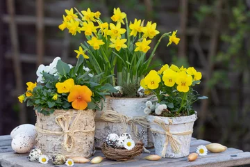 Stoff pro Meter gelbe Hornveilchen und Narzisse in Birkenrinden-Blumentöpfen als rustikale Frühlingsdekoration © Natalia Greeske