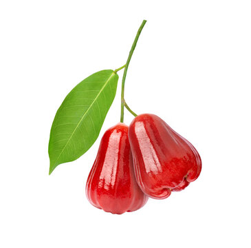 Red rose apple fruit with green leaf hanging on tree branch isolated on white background.