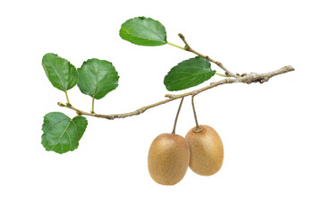 Kiwi fruit (kiwifruit) with green leaves on tree branch isolated on white background.