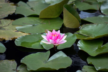 One pink water lily growing on the water surrounded by bright green leaves