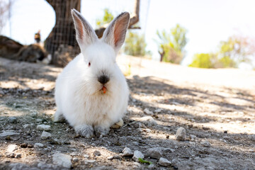 White fluffy rabbit eats a carrot on a rabbit farm.