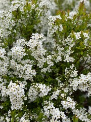 white flowers of the bushes