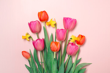 Composition with tulips and narcissus on the pink background, holiday card