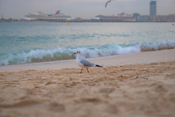 white seagull walks along the seashore in summer