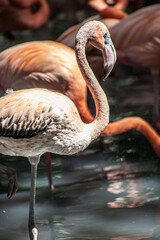 Flamenco iluminado por el sol