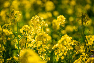 Rape blossoms shining in the sun. 
