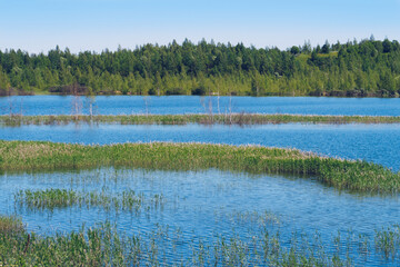 Summer landscape of the overgrown lake. Flooded sand quarry near Sychevo. Lush green summer lake view