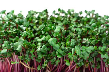Micro greens, red radishes on a white background.