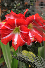 Flowers Amaryllis ( nick name Easter Lily) in blooming . 
