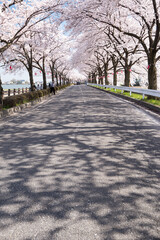 伊佐沼公園の桜並木