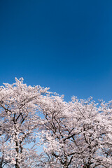 伊佐沼公園の桜のアップ