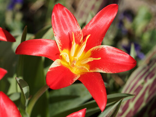 (Tulipa kaufmanniana) Tulipe botanique kaufmanniana Fashion vue de près ou tulipe nénuphar à...