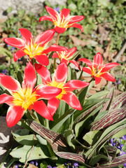 Touffe de ravissantes tulipes de kaufmann 'fashion'  ou Tulipa kaufmanniana à corolles étoilées, rouge, rose, saumoné, coeur jaune, feuillage vert marbré ressemblant au nénuphar