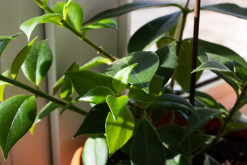 Leaves of a house plant in sunlight